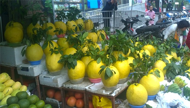 bòng Kỳ Đà, Tết, bưởi Tết, bòng khủng