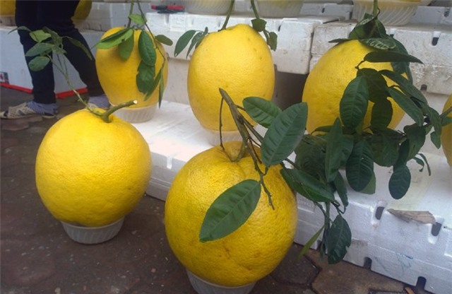 bòng Kỳ Đà, Tết, bưởi Tết, bòng khủng