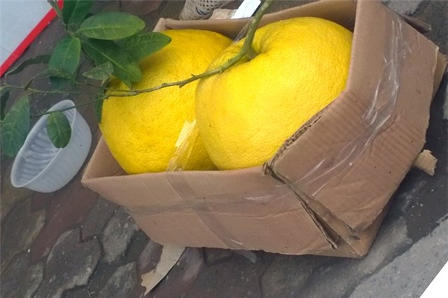 bòng Kỳ Đà, Tết, bưởi Tết, bòng khủng