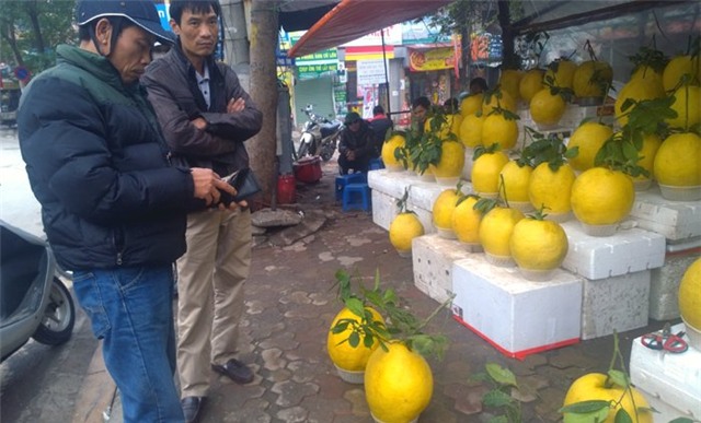 bòng Kỳ Đà, Tết, bưởi Tết, bòng khủng