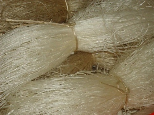 Miến sạch sợi miến đều, dài, không gãy nát.