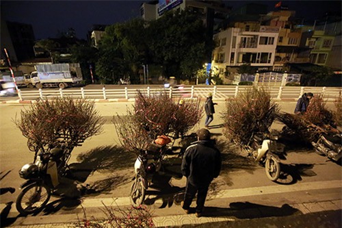 cho hoa dao dem nhon nhip ngay cuoi nam - 1