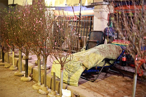 cho hoa dao dem nhon nhip ngay cuoi nam - 14