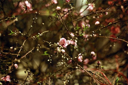 cho hoa dao dem nhon nhip ngay cuoi nam - 6