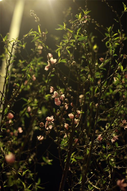 cho hoa dao dem nhon nhip ngay cuoi nam - 7