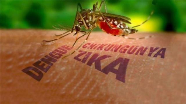 Zika, virus Zika, teo não, tật đầu nhỏ