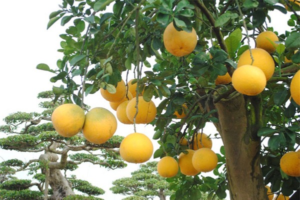 bưởi diễn
