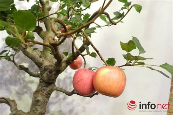 táo cảnh, táo Trung Quốc, cây cảnh, chơi Tết, Tết