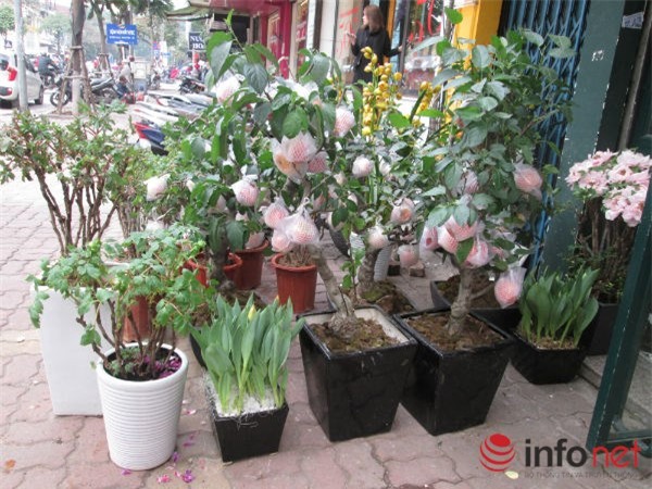 táo cảnh, táo Trung Quốc, cây cảnh, chơi Tết, Tết