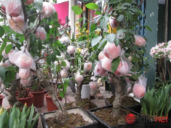 táo cảnh, táo Trung Quốc, cây cảnh, chơi Tết, Tết