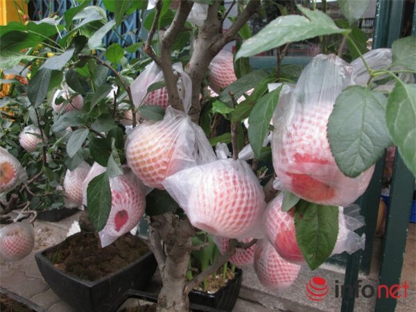 táo cảnh, táo Trung Quốc, cây cảnh, chơi Tết, Tết