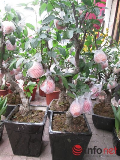 táo cảnh, táo Trung Quốc, cây cảnh, chơi Tết, Tết