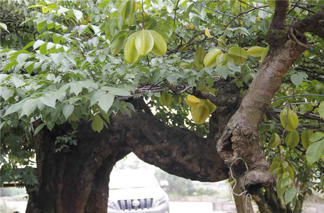 khế cảnh, cây khế, đại gia, 800 triệu, cây khế cổ thụ, gần 100 năm tuổi, chơi tết, hà thành