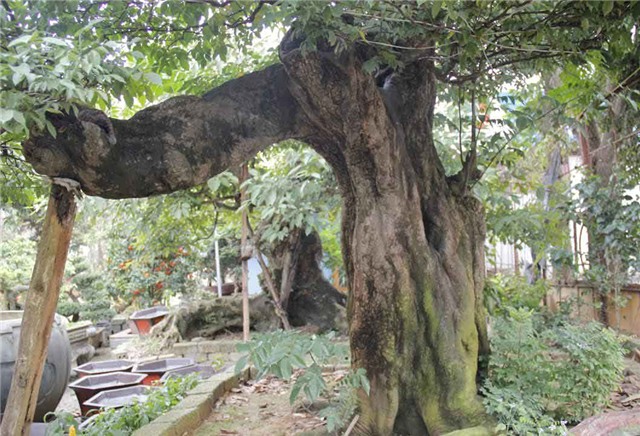 khế cảnh, cây khế, đại gia, 800 triệu, cây khế cổ thụ, gần 100 năm tuổi, chơi tết, hà thành