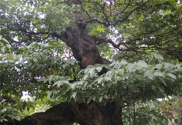 khế cảnh, cây khế, đại gia, 800 triệu, cây khế cổ thụ, gần 100 năm tuổi, chơi tết, hà thành