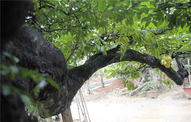 khế cảnh, cây khế, đại gia, 800 triệu, cây khế cổ thụ, gần 100 năm tuổi, chơi tết, hà thành