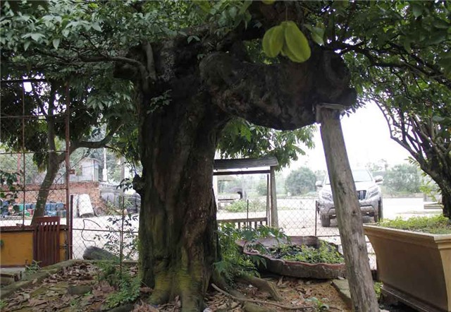 khế cảnh, cây khế, đại gia, 800 triệu, cây khế cổ thụ, gần 100 năm tuổi, chơi tết, hà thành