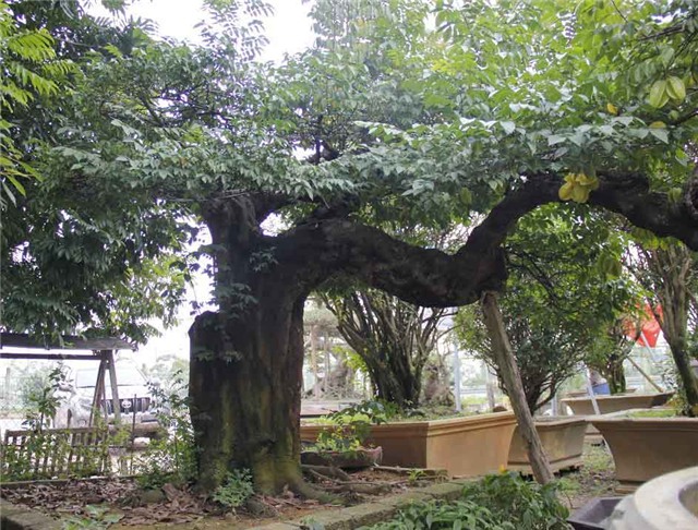 khế cảnh, cây khế, đại gia, 800 triệu, cây khế cổ thụ, gần 100 năm tuổi, chơi tết, hà thành