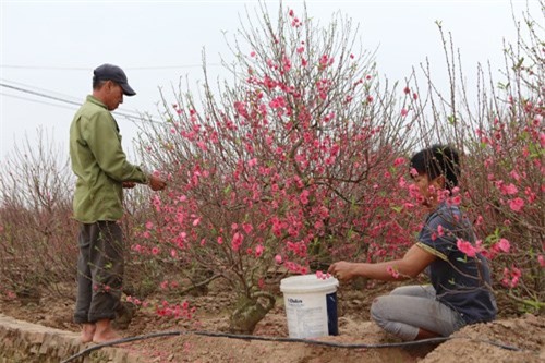 Nhà vườn lao đao lo hãm đào chờ Tết cổ truyền