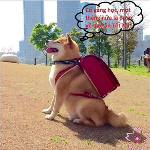 Cười nghiêng ngả với loạt ảnh chế ‘Hành trình về quê ăn Tết’ - Ảnh 2