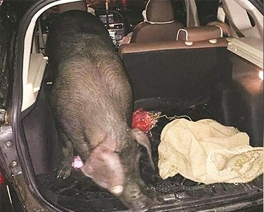 Một con lợn được công ty Lishui tặng cho nhân viên. Ảnh: SCMP