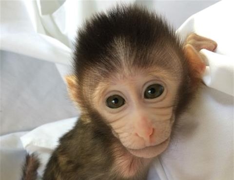 Trung Quoc tao khi chuyen gen&nbsp;bi benh&nbsp;tu ky