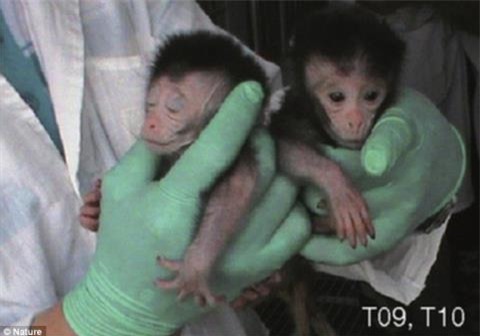 Trung Quoc tao khi chuyen gen&nbsp;bi benh&nbsp;tu ky