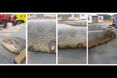 Chú trăn này hiện được xem là con trăn dài nhất thế giới