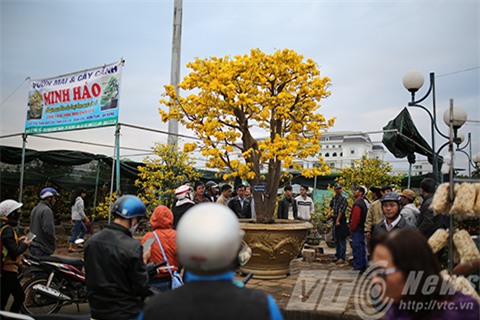 cây mai, mau cúc hồng diệp, gần 100 năm tuổi, dáng cây đa, mai cảnh, đà nẵng chủ nhân, rao bán, 2 tỷ