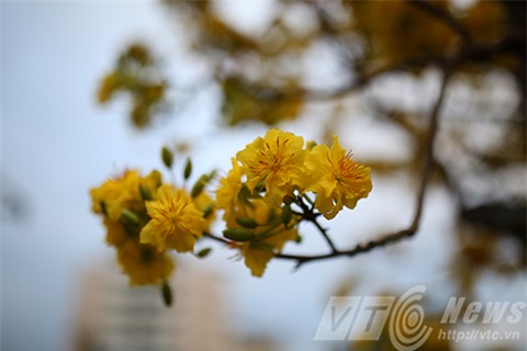 cây mai, mau cúc hồng diệp, gần 100 năm tuổi, dáng cây đa, mai cảnh, đà nẵng chủ nhân, rao bán, 2 tỷ