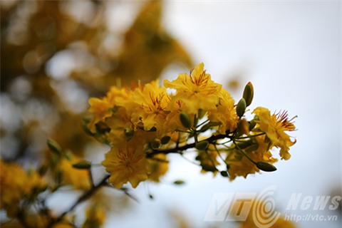 cây mai, mau cúc hồng diệp, gần 100 năm tuổi, dáng cây đa, mai cảnh, đà nẵng chủ nhân, rao bán, 2 tỷ