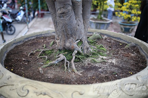 cây mai, mau cúc hồng diệp, gần 100 năm tuổi, dáng cây đa, mai cảnh, đà nẵng chủ nhân, rao bán, 2 tỷ