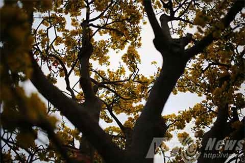 cây mai, mau cúc hồng diệp, gần 100 năm tuổi, dáng cây đa, mai cảnh, đà nẵng chủ nhân, rao bán, 2 tỷ