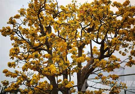 cây mai, mau cúc hồng diệp, gần 100 năm tuổi, dáng cây đa, mai cảnh, đà nẵng chủ nhân, rao bán, 2 tỷ