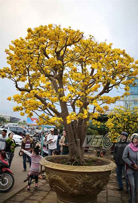 cây mai, mau cúc hồng diệp, gần 100 năm tuổi, dáng cây đa, mai cảnh, đà nẵng chủ nhân, rao bán, 2 tỷ