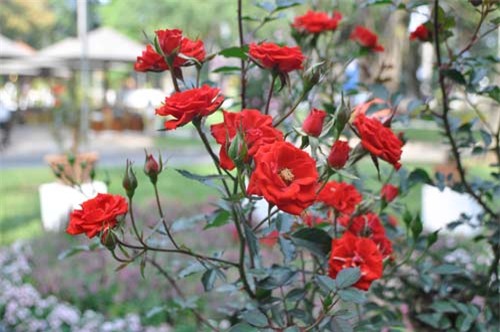 can canh goc hong tren 25 nam tuoi no hoa don tet hinh anh 1