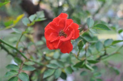 can canh goc hong tren 25 nam tuoi no hoa don tet hinh anh 2