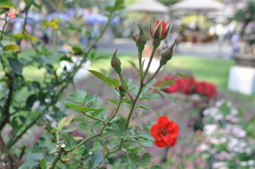 can canh goc hong tren 25 nam tuoi no hoa don tet hinh anh 3