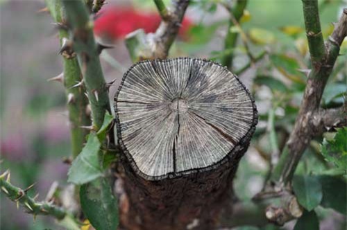 can canh goc hong tren 25 nam tuoi no hoa don tet hinh anh 4