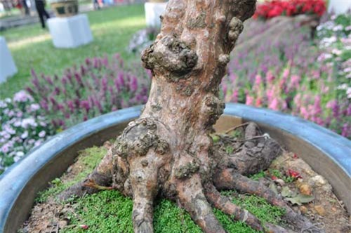 can canh goc hong tren 25 nam tuoi no hoa don tet hinh anh 5