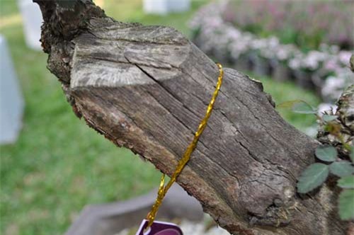 can canh goc hong tren 25 nam tuoi no hoa don tet hinh anh 6