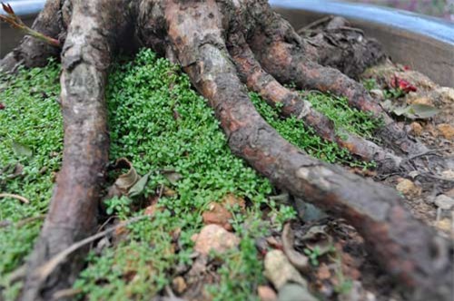 can canh goc hong tren 25 nam tuoi no hoa don tet hinh anh 7