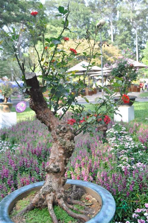 can canh goc hong tren 25 nam tuoi no hoa don tet hinh anh 8