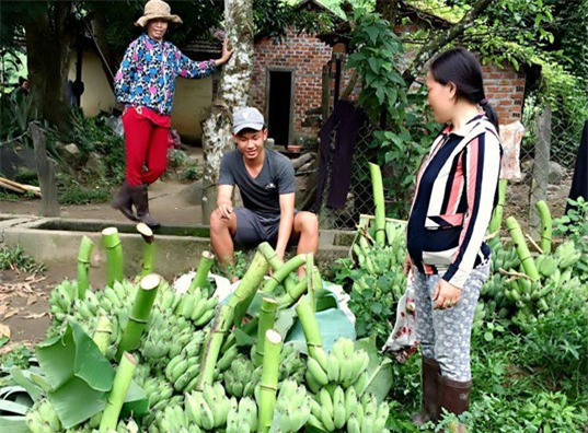 nghi tet, cau thu hagl ve que... ban chuoi kiem tien hinh anh 1