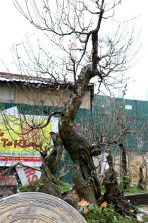 đại gia, chơi tết, đốt tiền, ngày tết, đại gia việt, thú chơi, mua đầu, trầm hương, ăn chơi