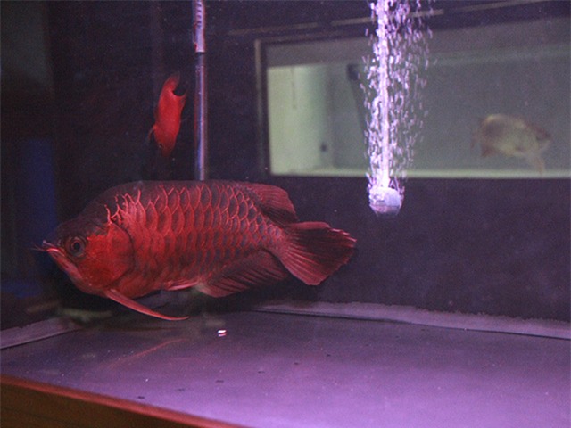 cá cảnh, cá rồng, cá huyết rồng, cá thỏi vàng