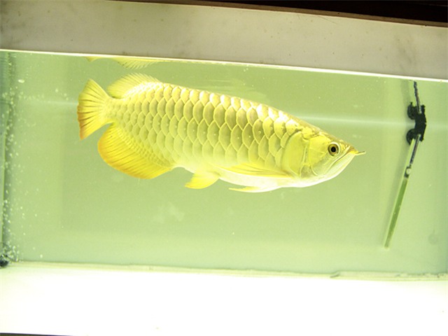 cá cảnh, cá rồng, cá huyết rồng, cá thỏi vàng