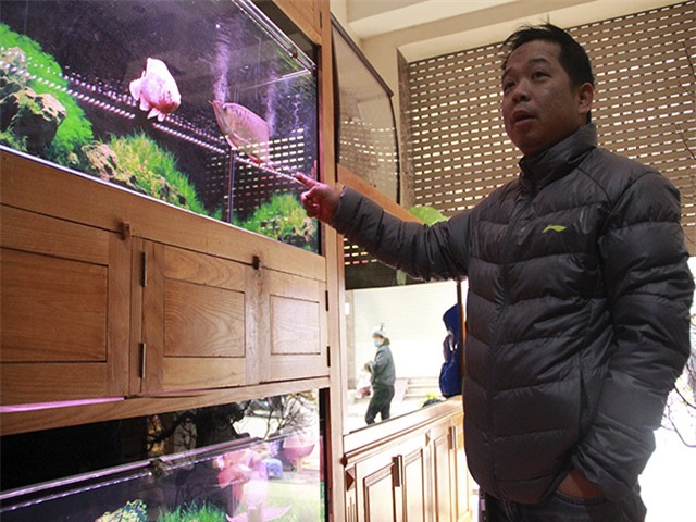 cá cảnh, cá rồng, cá huyết rồng, cá thỏi vàng