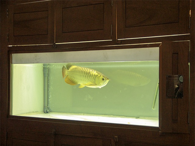 cá cảnh, cá rồng, cá huyết rồng, cá thỏi vàng