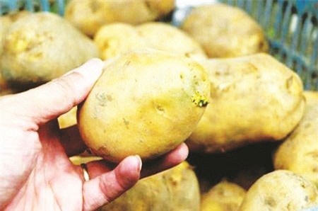 Khoai tây.